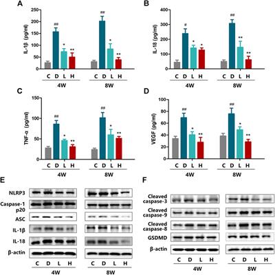 H3 Relaxin Alleviates Migration, Apoptosis and Pyroptosis Through P2X7R-Mediated Nucleotide Binding Oligomerization Domain-Like Receptor Protein 3 Inflammasome Activation in Retinopathy Induced by Hyperglycemia